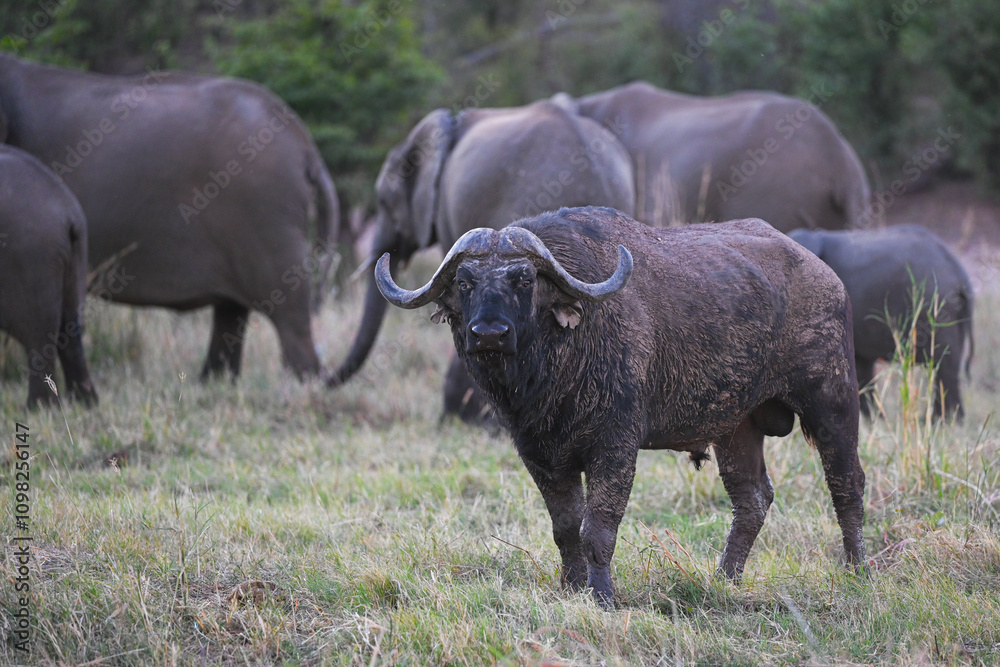 Fototapeta premium Afrikanischer Büffel vor Elefanten