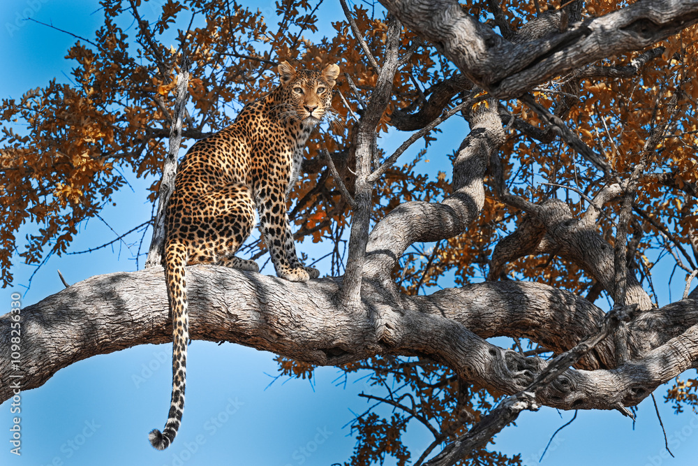 Obraz premium Leopard im Baum sitzend