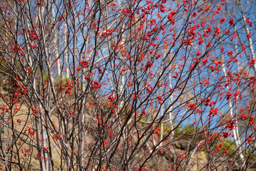 Ashberry tree in autumn with many red berries