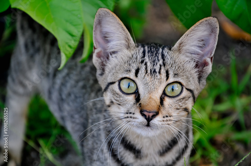 Wallpaper Mural kitten in the city park Torontodigital.ca