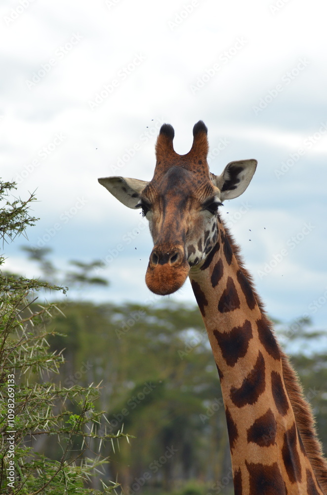 Obraz premium Giraffe, Kenya.