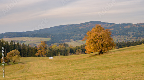 Autumn hike in the Orlické hory in the Czech Republic, a lonely tree surrounded by meadows and forests in the distance.