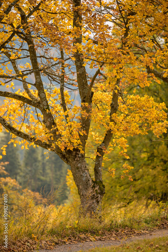 A beautiful close-up of a tree branch adorned with vibrant yellow autumn leaves, capturing the essence of fall.