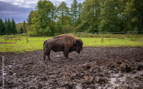 Bison grazing in the mud with forests in the background