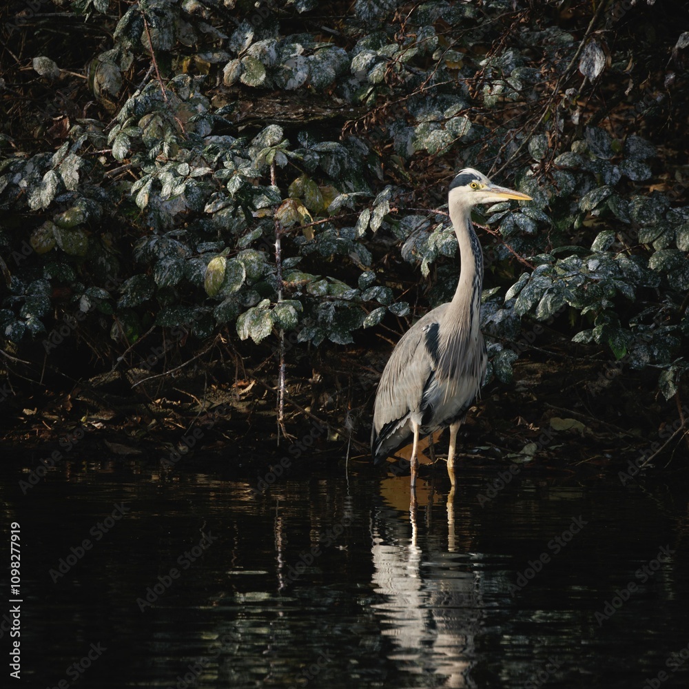 Fototapeta premium Heron by a reflective pond