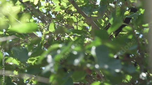 Appetitive behaviour. Garden maintenance, harmful animals. Starlings eat Black mulberry (Morus nigra) fruits on a tree. Mass eating of fruits in gardens