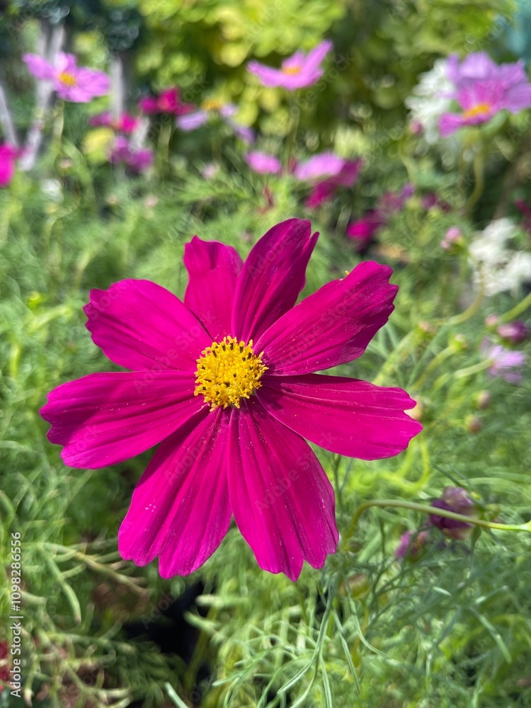 Obraz premium pink cosmos flower