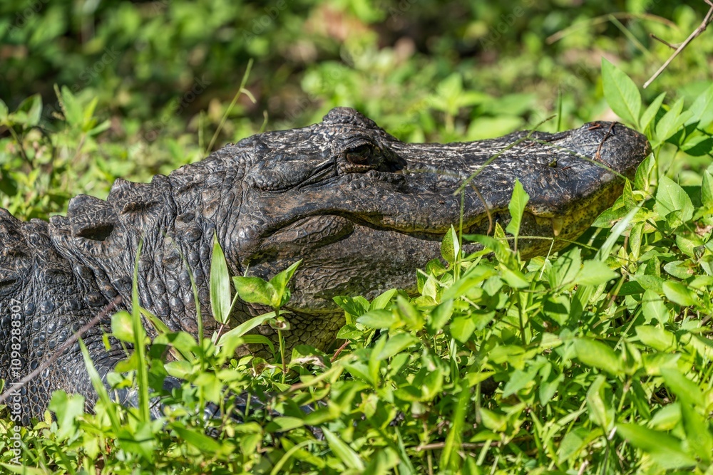 Obraz premium Alligator resting in natural habitat