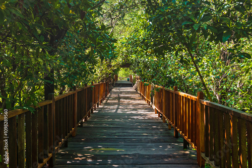 Mangrove Forest with walking path for visitors made from wood. View of Mangrove Forest in Wonorejo Mangrove Forest, Surabaya, East Java, Indonesia.
 photo