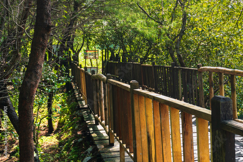 Mangrove Forest with walking path for visitors made from wood. View of Mangrove Forest in Wonorejo Mangrove Forest, Surabaya, East Java, Indonesia.
 photo