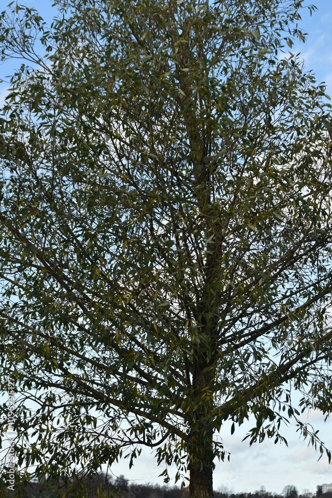 Fototapeta premium This deciduous tree is growing in nature in sunny autumn day.