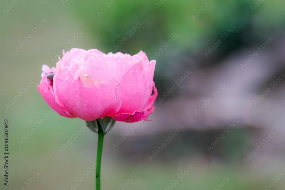 Obraz premium A close-up photograph of a single, delicate pink rose in full bloom. The rose is soft and velvety, with petals that are slightly unfurled