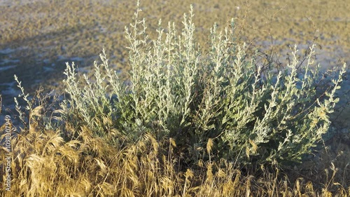 Tauric wormwood (Seriphidium fragrans) and awnless brome (Bromus inermis). Lake Sivash dry steppe. Crimea