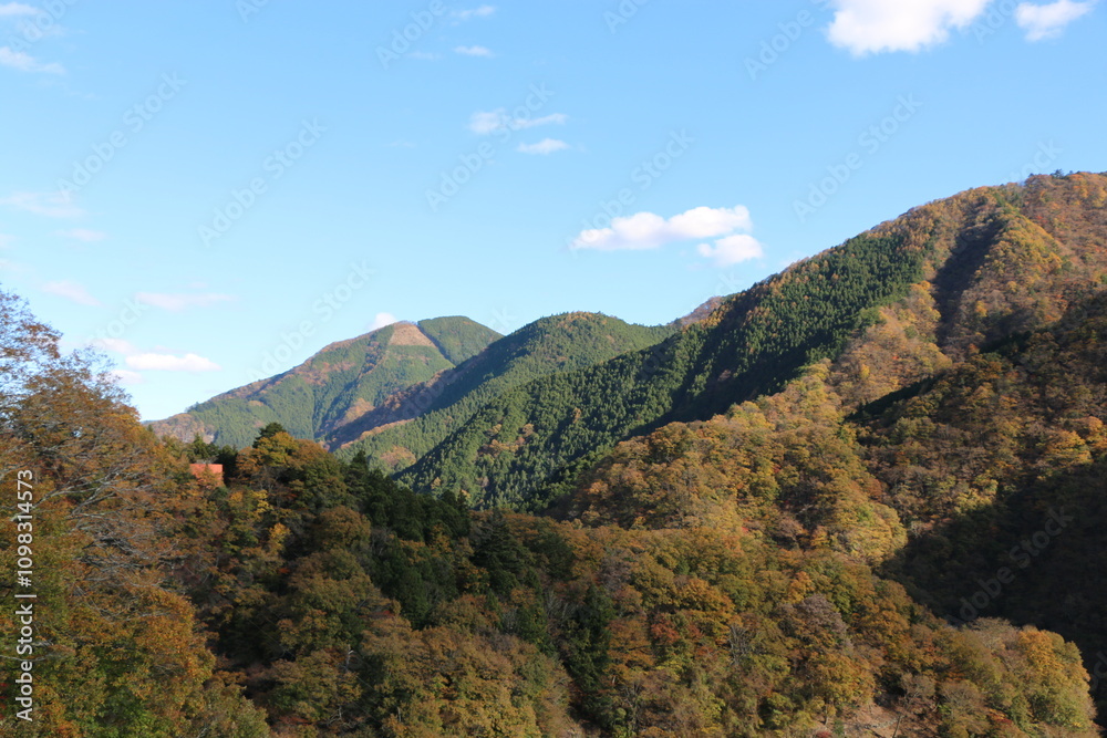 Naklejka premium 紅葉