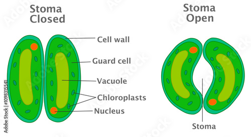 Stomata diagram. Stoma open, closed .  Evaporation plant evaporates vacuole, cell wall, guard, chloroplast, vacuole, micro parts. Leaf surface, transpiration. Vector illustration