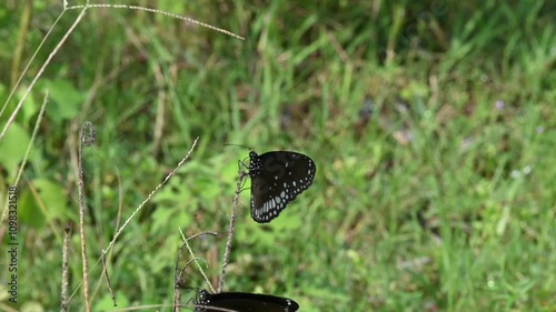 Euploea core butterfly. Its other names common crow butterfly, common Indian crow and  Australian crow butterfly. It is found from India to Australia. photo