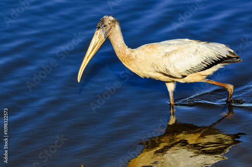 Side view, close distance of, a Wood crane wadding in shoreline of a tropical lake, on sunny morning