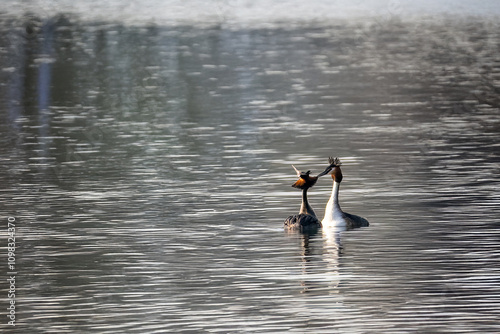 Una coppia di svassi maggiori (Podiceps cristatus) si muove fianco a fianco nell'acqua dello stagno. photo