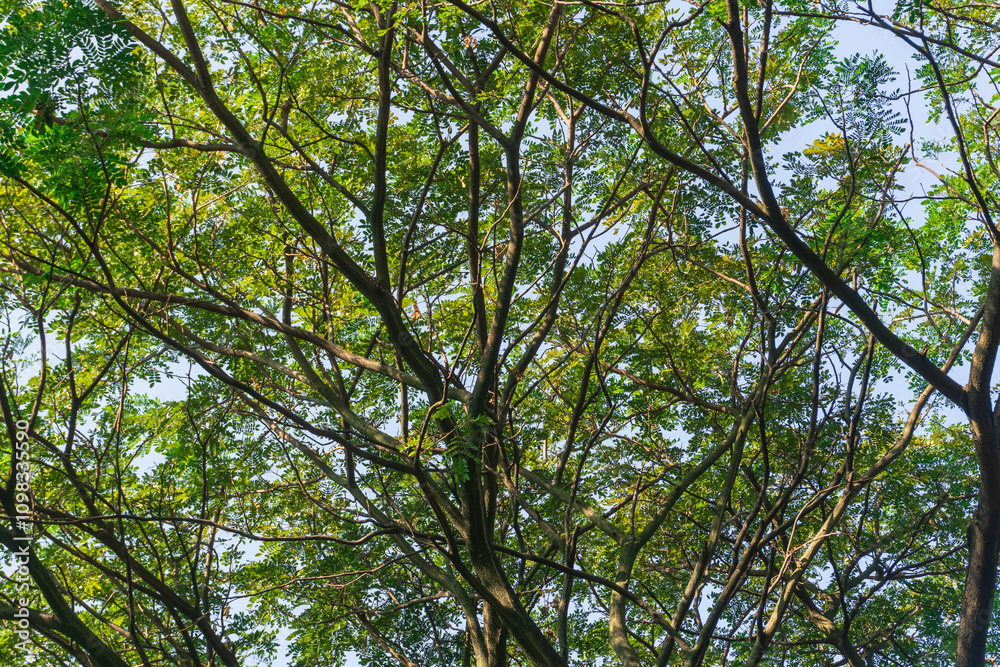 Fototapeta premium Under the tree with spread branch and green leaves.