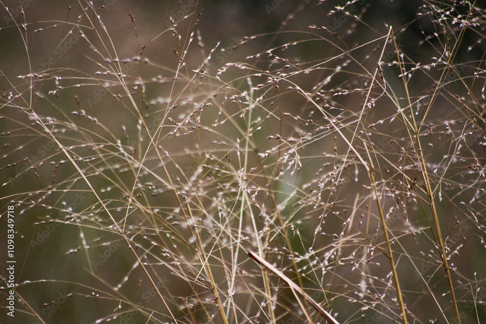 Obraz premium grass and water