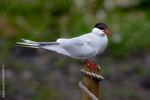 Seabird Species Arctic Tern (Sterna Paradisaea) On The Isle Of May In The Firth Of Forth Near Anstruther In Scotland