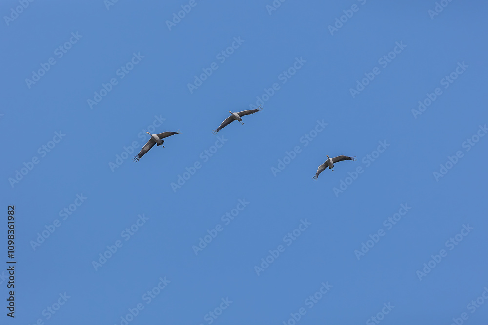 Fototapeta premium Cranes in wonderful champagne region of France