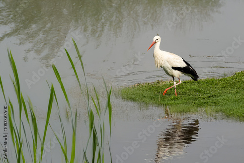 Una cicogna bianca (Ciconia ciconia) esplora il bordo dello stagno in cerca di prede. photo