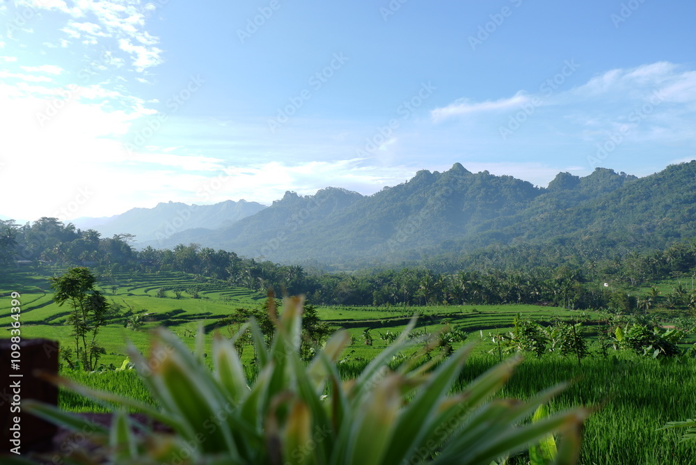 Naklejka premium rice field
