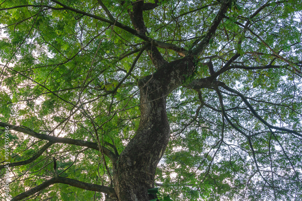 Fototapeta premium Under the tree with spread branch and green leaves. 