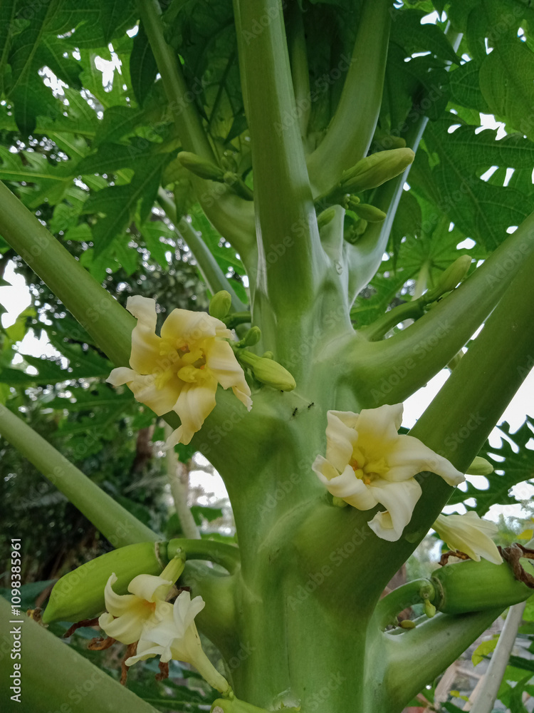 Obraz premium flower in garden