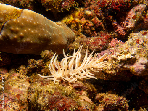 Phyllodesmium briareum is a species of sea slug, an aeolid nudibranch, a marine gastropod mollusk in the family Facelinidae. They resemble the soft coral Briareum violacea where they often live photo