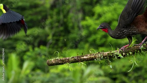 Keel-billed Toucan Fleeing from Crested Guan in Slow Motion Drama