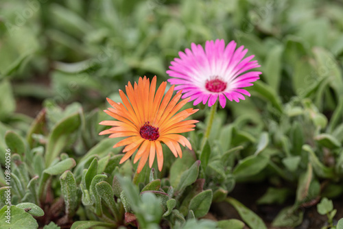 Orange and pink Livingstone daisies (Cleretium bellidiforme). photo