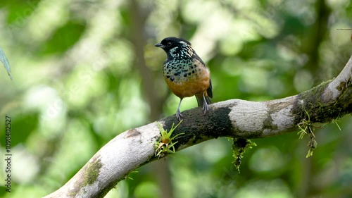Spangle-cheeked Tanager (Tangara dowii) Perched in Costa Rican Highlands
