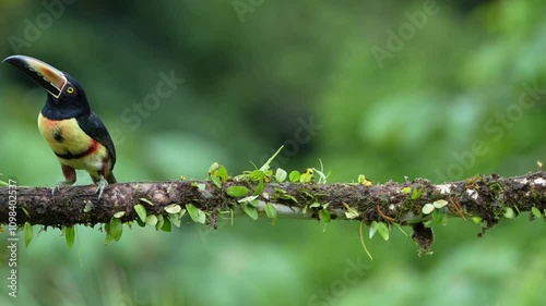Collared Aracari (Pteroglossus torquatus) Hopping on Branch in slow motion in Costa Rica