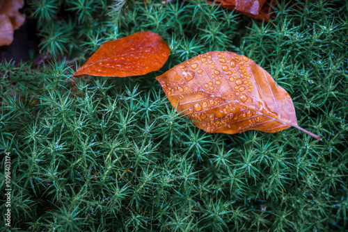 Leaf on star moss