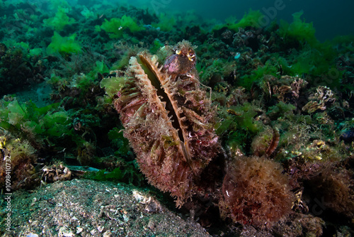 Pinna nobilis, known by the common names noble pen shell and fan mussel, is a large species of Mediterranean clam, a marine bivalve mollusc in the family Pinnidae, the pen shells.
