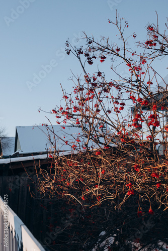 bright rowan berries on the tree