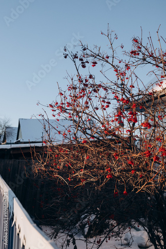 bright rowan berries on the tree