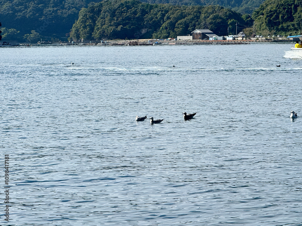 Obraz premium Black Tailed Gull