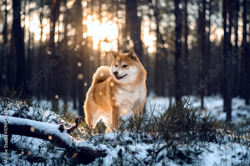 A red Shiba inu dog in the forest covered with snow on sunny winter day