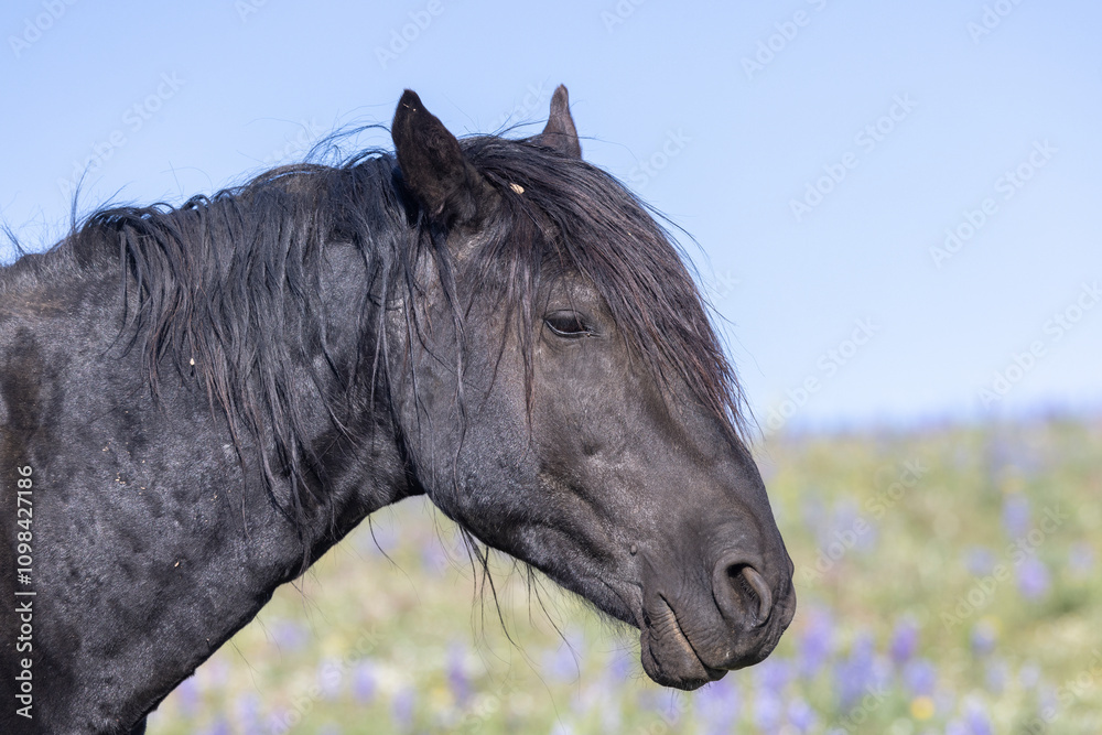 Fototapeta premium Wild Horse in the Pryor Mountains Montana in Summer