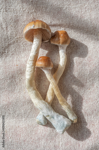 Magic mushrooms