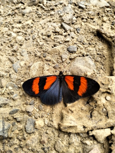 Mariposa altinote  photo