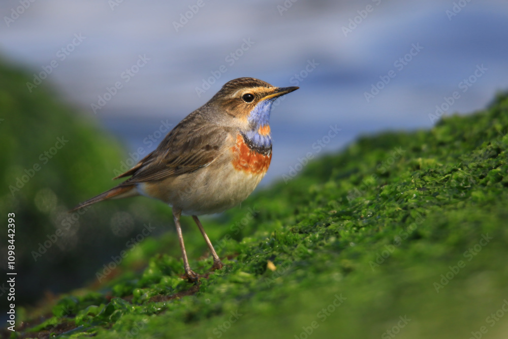 Fototapeta premium Wildlife - Birds. The Bluethroat (Luscinia svecica) is a slender, graceful, long-legged passerine bird. It feeds mainly on invertebrates and their larvae, as well as some fruits and seeds.