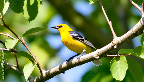 Common Iora photo