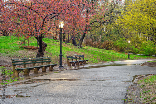 Central Park in spring, early spring