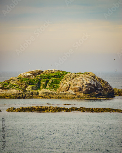 Sea stone isle with birds, Andoya Norway photo