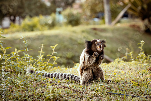 Macaco Saguí photo