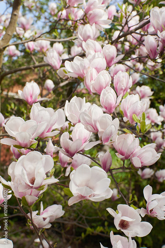 kwiat magnoli, czystość, charakter, sielanka, jardin, kwiat, roślina, kruchość, kubki, kwiat, drzewo, flora, kwiat, wiosna, beuty, feuille, róż, krzew, biała, piękne, kwitnienie, gałąź, makro, wspania